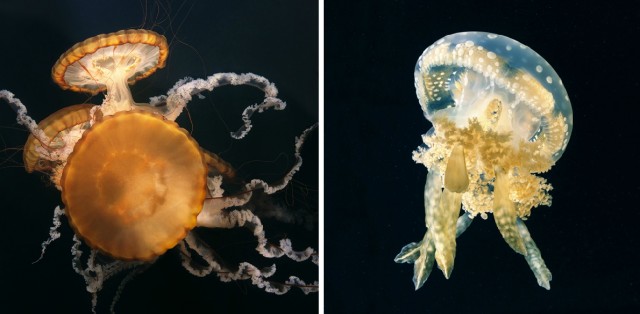 Классные животные.