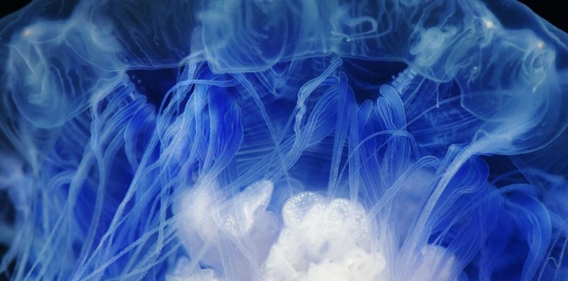 Классные животные.