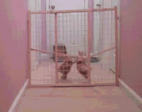 Прикольныеи забавные анимированные гифки.