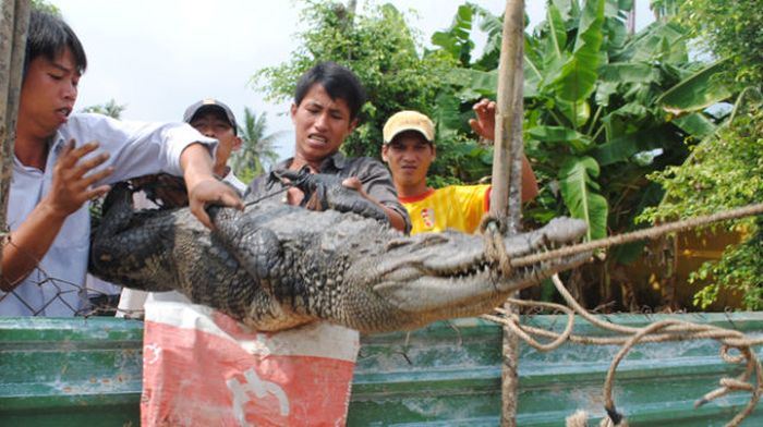 Массовый побег крокодилов (21 фото)