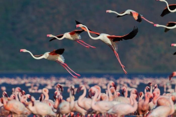 Необычное озеро, на котором собираются миллионы фламинго (26 фото)