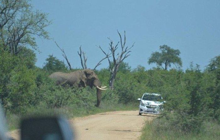 Слон, который ненавидит автомобили (11 фото)