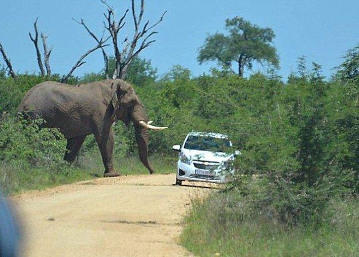 Слон, который ненавидит автомобили (11 фото)