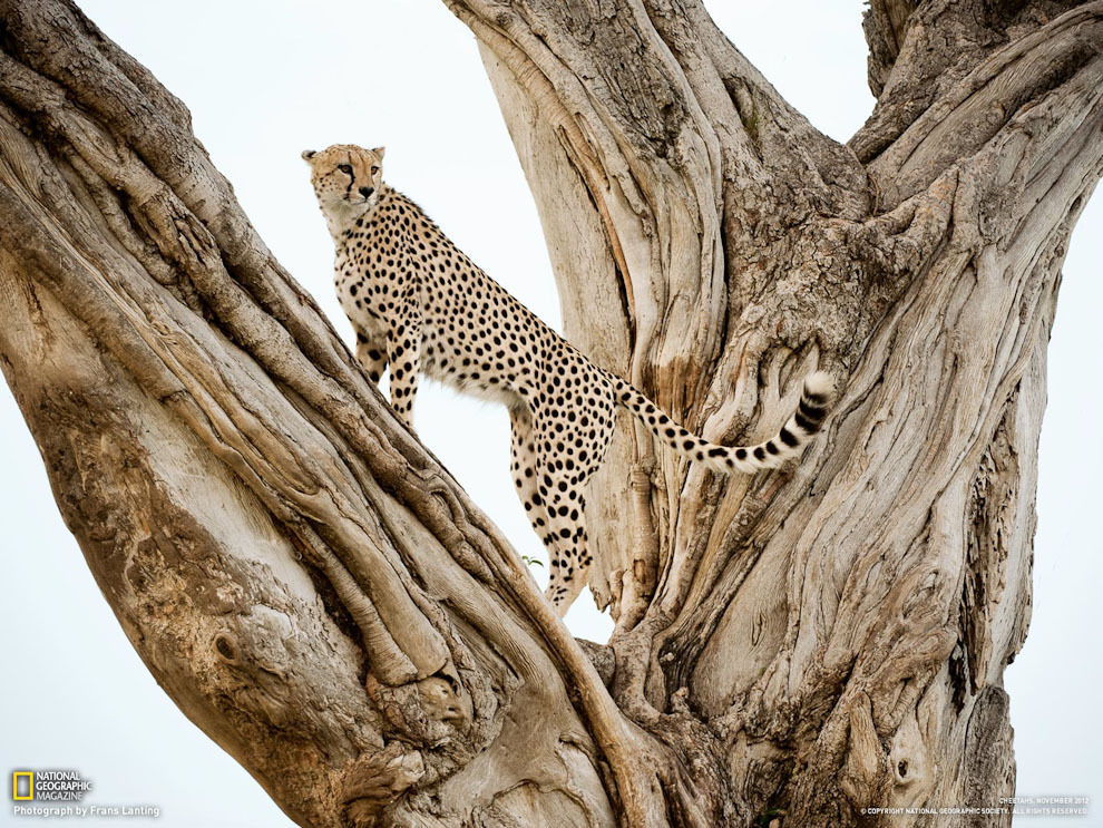 фотографий от National Geographic