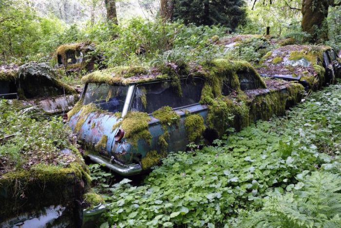 Таинственное кладбище заброшенных автомобилей в лесу (30 фото)
