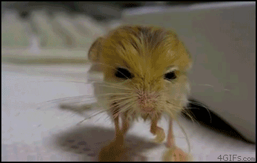 Прикольные мини видео ролики