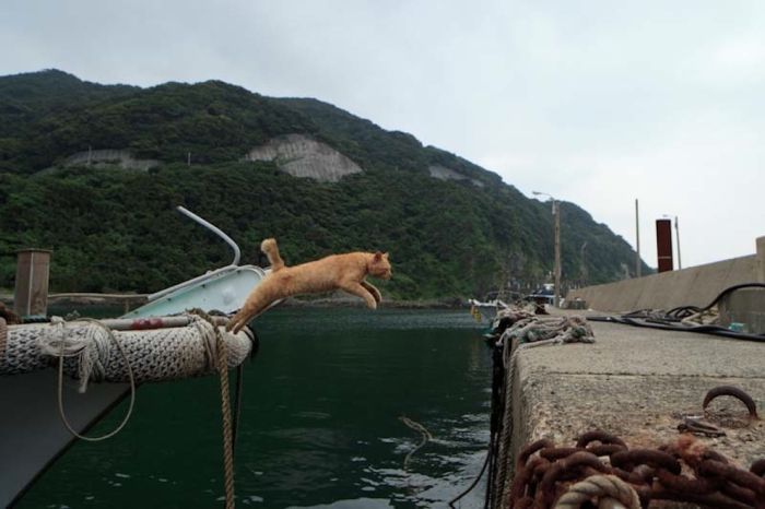 Кошачий рай по-японски (50 фото)