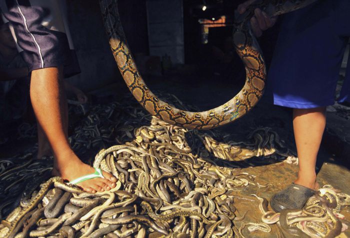 Как производят сумки из змеиной кожи (22 фото)