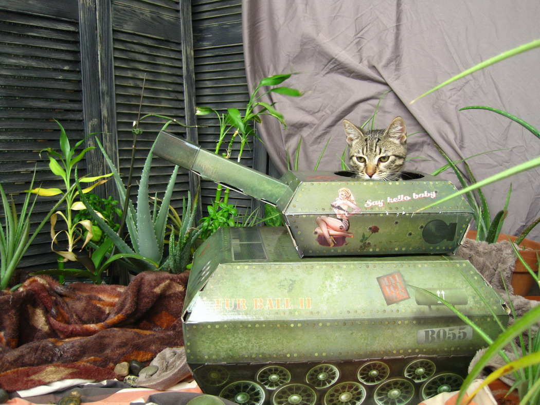 Прикольные и интересные картинки обо всем на свете.