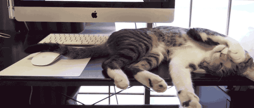 Прикольные и смешные анамированные гифки.