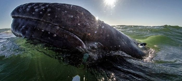 Дружелюбная встреча и поцелуи с китом (21 фото )