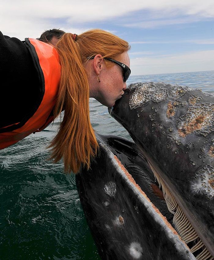 Дружелюбная встреча и поцелуи с китом (21 фото )