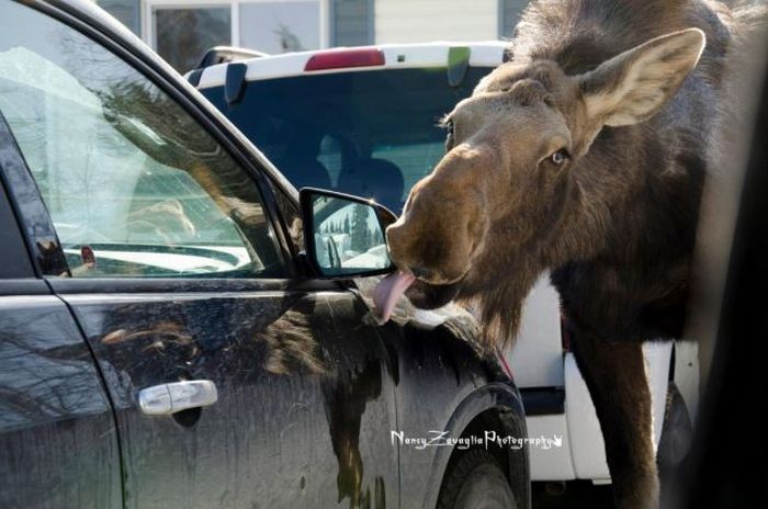 Прикольные картинки (108 фото)