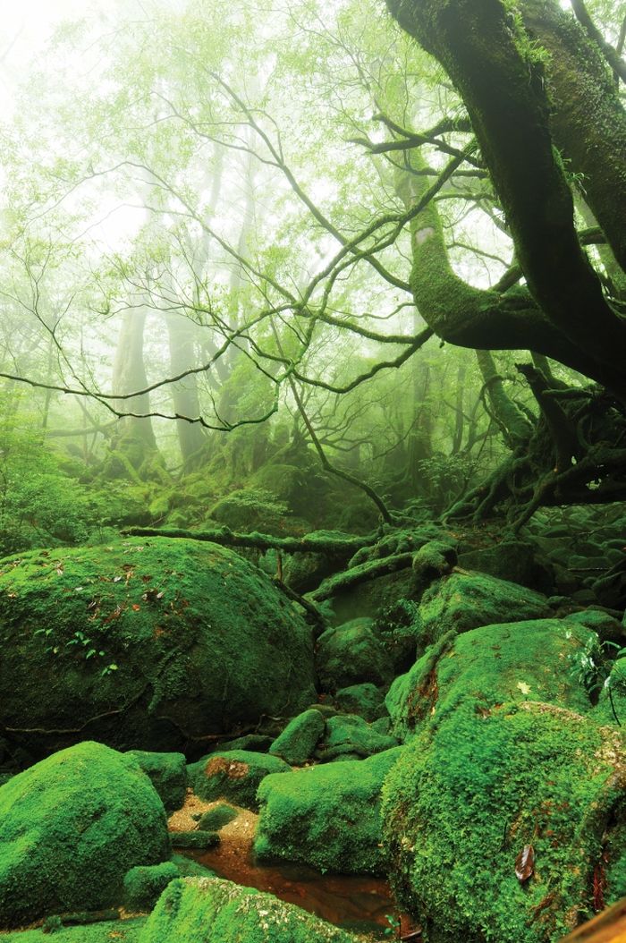 Удивительная природа японского острова Якусима (12 фото)