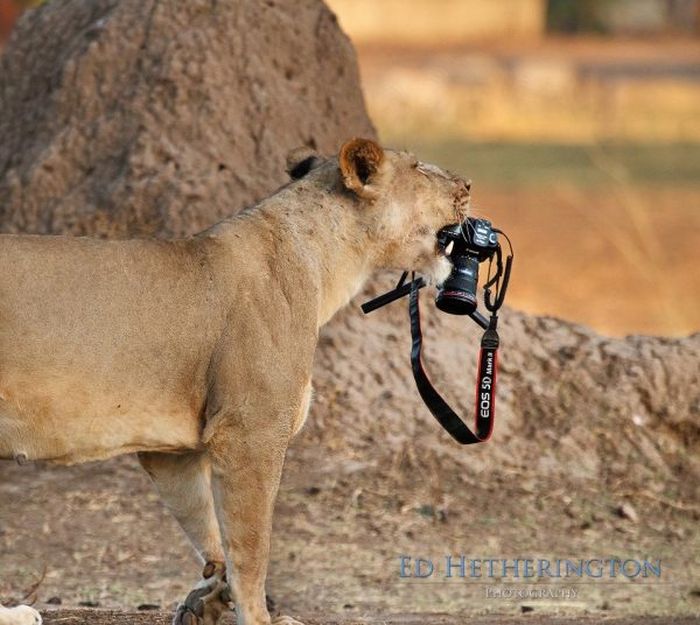 Львы любят фотографироваться (9 фото)
