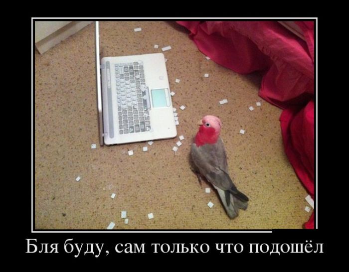 Прикольные и смешные демотиваторы обовсем на свете.
