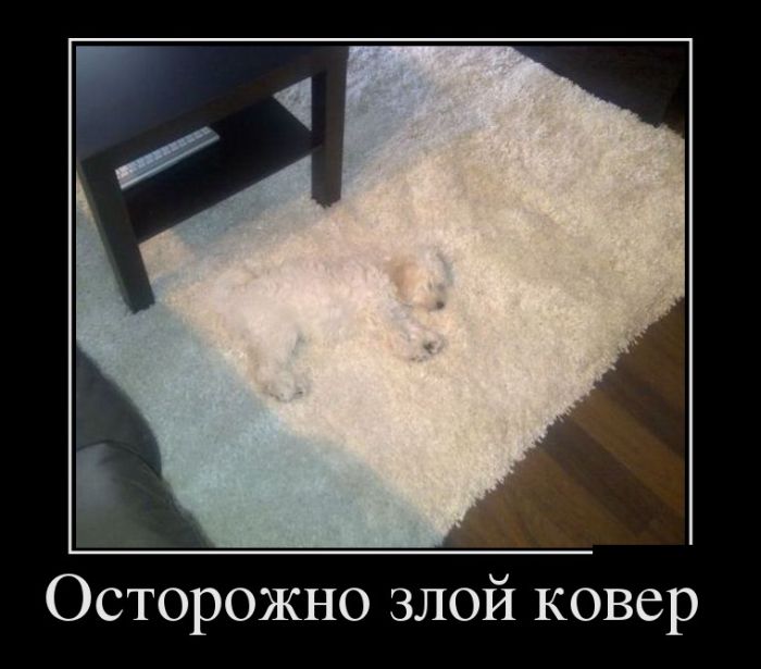 Прикольные и смешные демотиваторы обовсем на свете.