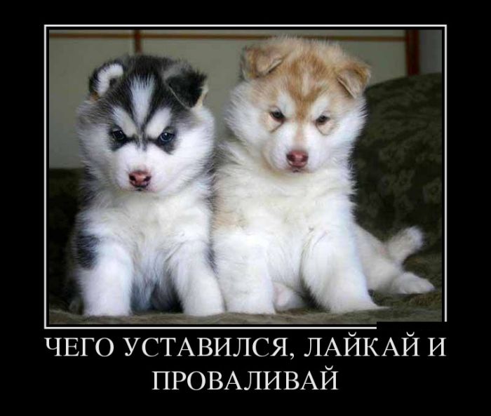 Прикольные и смешные демотиваторы обовсем на свете.