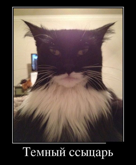 Прикольные и смешные демотиваторы обовсем на свете.