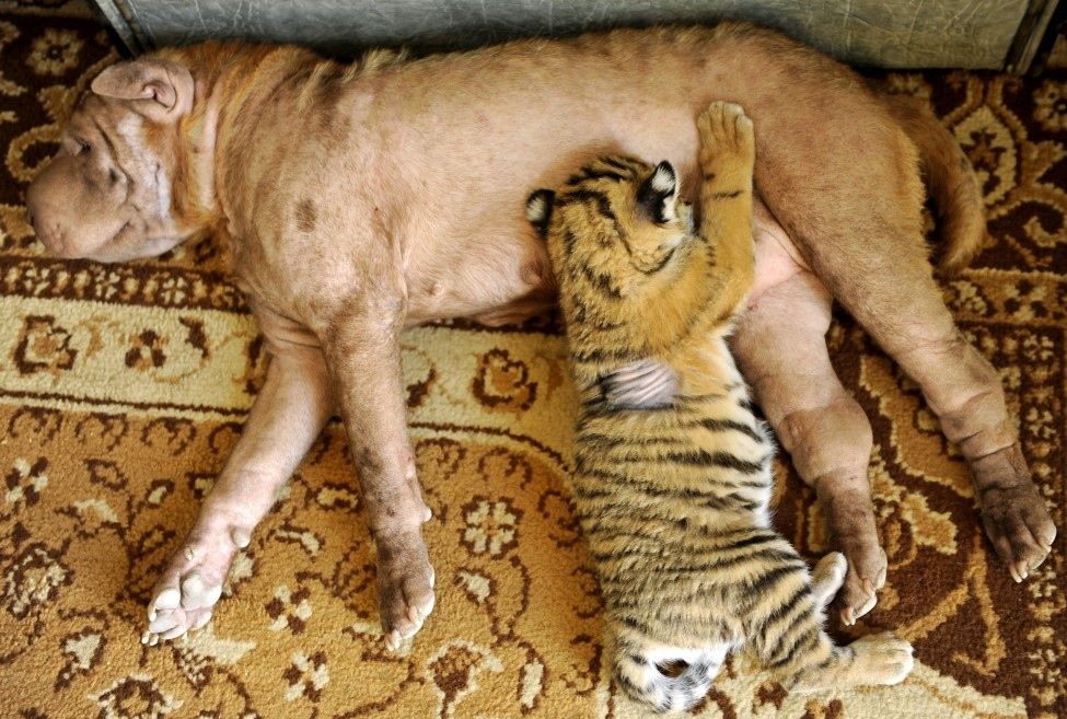 Лучшие фотографии животных в 2012 году