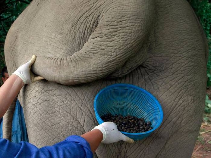 Необычный кофе, который делают из помета слонов (9 фото)
