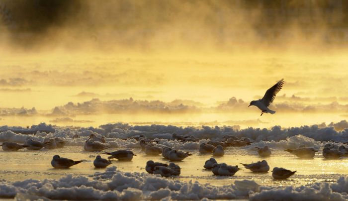Лучшие снимки природы и удивительных животных за 2012 год (53 фото)