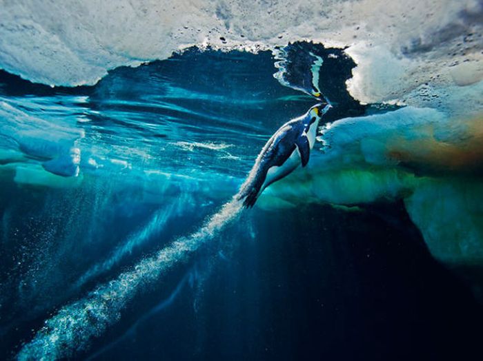 Лучшие снимки от National Geographic за 2012 год (45 фото)