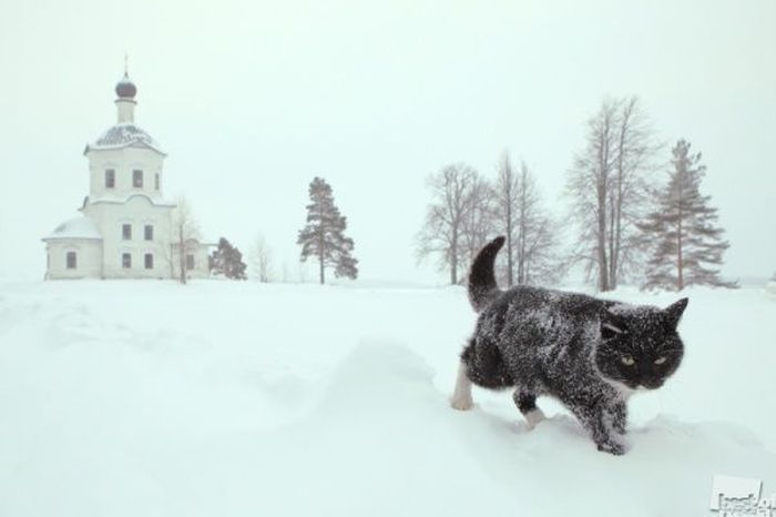 ТОП-40 самых лучших снимков России за 2012 год (40 фото)