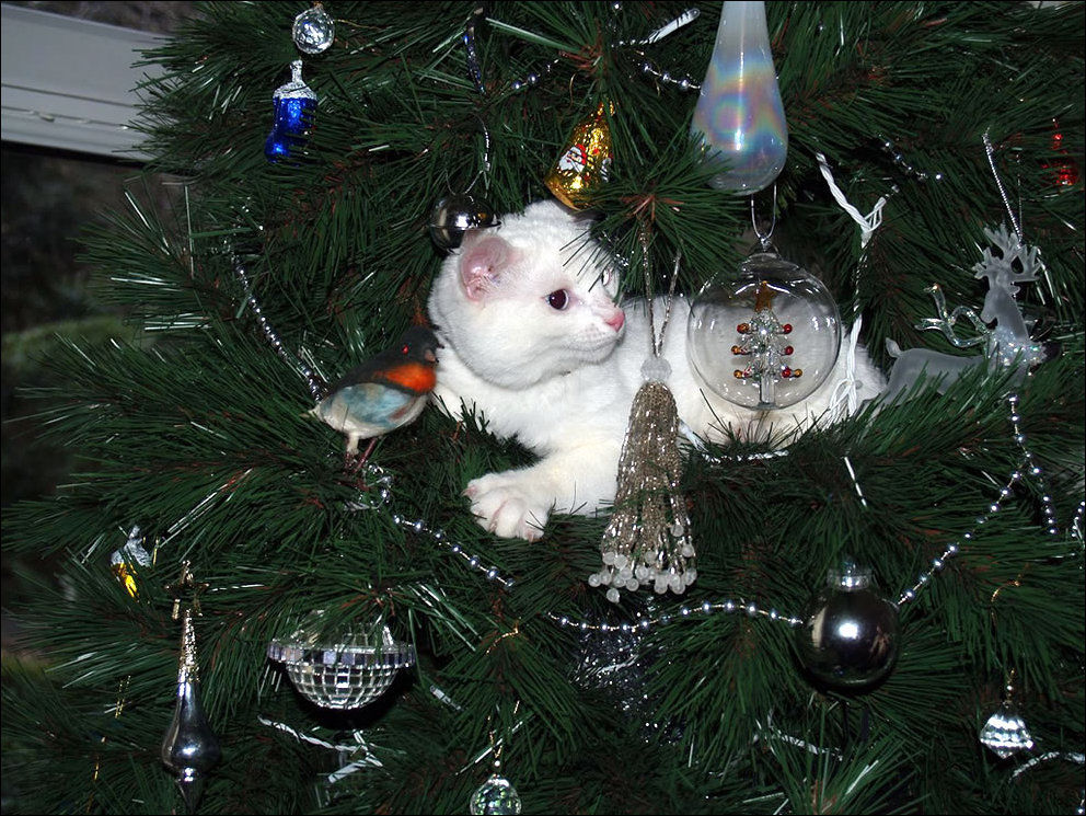 Arbol de navidad para gatos